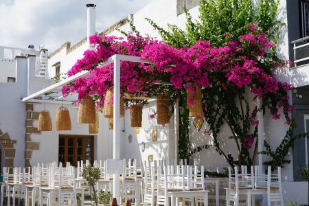 Bougainvillea bush blooms with pink-purple flowers in August in Lardos. Bougainvillea is a genus of thorny ornamental vines, bushes, and trees belonging to the four o'clock family, Nyctaginaceae. Rhodes Island, South Aegean region, Greece  