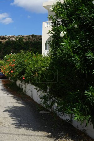 Arbustes de Nerium oleander et Campsis sp. fleurir en Août à Lardos. Nerium oleander, oleander ou nerium, est un arbuste ou un petit arbre cultivé dans le monde entier dans les zones tempérées et subtropicales. Rhodes, Grèce                                