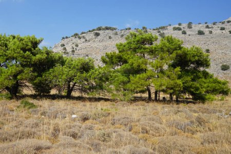 Pinus halepensis Bäume wachsen im August. Pinus halepensis, die Aleppo-Kiefer, die Jerusalem-Kiefer, ist eine Kiefer aus dem Mittelmeerraum. Insel Rhodos, Griechenland     