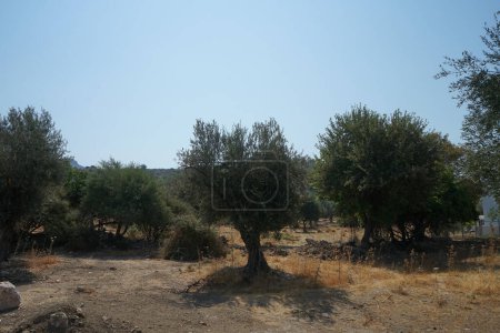 Olea europaea tree with fruits grows in August. The olive, Olea europaea, meaning 'European olive', is a species of small tree or shrub in the family Oleaceae, found in the Mediterranean Basin. Lardos, Rhodes Island, South Aegean region, Greece