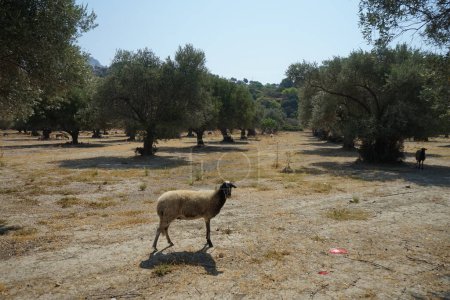 Schafe weiden im August unter Olivenbäumen. Schafe oder Hausschafe, Ovis aries, sind ein domestiziertes, wiederkäuendes Säugetier, das typischerweise als Nutztier gehalten wird. Lardos, Insel Rhodos, Griechenland