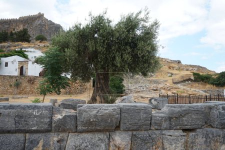 Olea europaea Baum mit Früchten wächst im August in Lindos. Die Olea europaea, was "Europäische Olive" bedeutet, ist eine Art kleiner Baum oder Strauch aus der Familie der Oleaceae, die im Mittelmeerraum vorkommt. Insel Rhodos, Griechenland