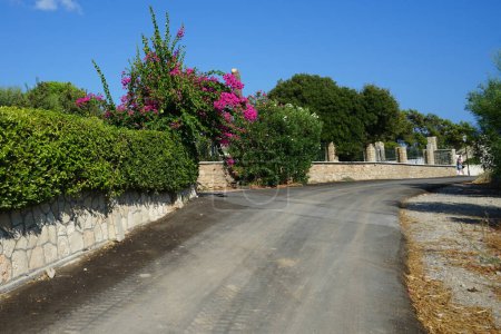 Bougainvillea bush blooms with pink-purple flowers in August in Pefkos or Pefki. Bougainvillea is a genus of thorny ornamental vines, bushes, and trees belonging to the four o'clock family. Rhodes Island, Greece