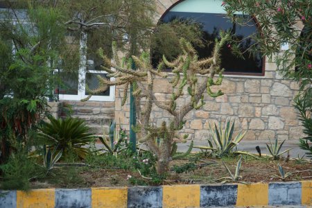 Austrocylindropuntia cylindrica cactus poussant dans un lit de fleurs en août. Austrocylindropuntia cylindrica, Opuntia cylindrica est une espèce de plante de la famille des Cactaceae. Pefkos ou Pefki, île de Rhodes, Grèce