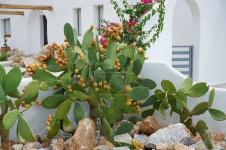 Opuntia ficus-indica with fruits grows against a background of Bougainvillea flowers. Opuntia ficus-indica, the Indian fig opuntia, fig opuntia, or prickly pear, is a species of cactus that has long been a domesticated crop plant. Pefki, Rhodes 