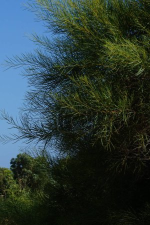 Foto de La acacia saligna crece en agosto. Acacia saligna, coojong, guirnalda dorada, guirnalda anaranjada, guirnalda de hojas azules, guirnalda dorada y sauce Port Jackson, es un pequeño árbol de la familia Fabaceae. Pefki, Rodas, Grecia - Imagen libre de derechos