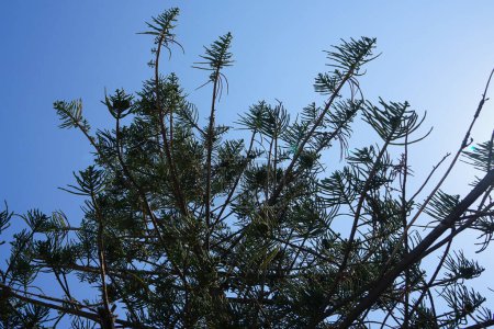 Araucaria heterophylla grows in August. Araucaria heterophylla, syn. A. excelsa, Norfolk Island pine or Norfolk pine, is a species of conifer in the family Araucariaceae. City of Rhodes, Rhodes Island, Greece