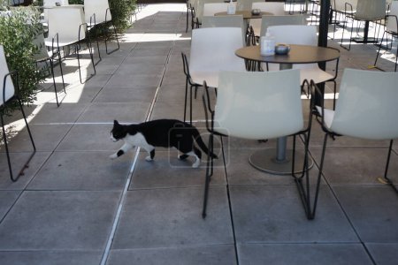 Un gato blanco y negro camina entre mesas con sillas al aire libre en agosto. El gato, Felis catus, el gato doméstico o gato doméstico, es la especie domesticada en la familia Felidae. Ciudad de Rodas, isla de Rodas, Grecia