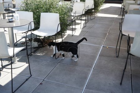 Black and white cats rest between tables with chairs outdoors in August. The cat, Felis catus, the domestic cat or house cat, is the domesticated species in the family Felidae. City of Rhodes, Rhodes Island, Greece