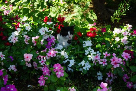 Un gato se sienta en las coloridas flores de Catharanthus roseus en agosto en Rodas. El gato, Felis catus, el gato doméstico o gato doméstico, es la especie domesticada en la familia Felidae. Ciudad de Rodas, isla de Rodas, Grecia