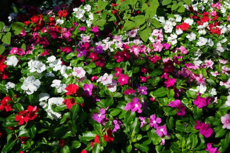 Catharanthus roseus blooms in August. Catharanthus roseus, bright eyes, Cape periwinkle, graveyard plant, Madagascar periwinkle, is a species of flowering plant in the family Apocynaceae. Rhodes city, Rhodes island, Greece  