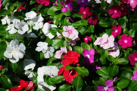 Catharanthus roseus blooms in August. Catharanthus roseus, bright eyes, Cape periwinkle, graveyard plant, Madagascar periwinkle, is a species of flowering plant in the family Apocynaceae. Rhodes city, Rhodes island, Greece  
