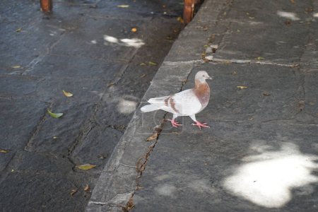 A dove walks along the road in the medieval town of Rhodes. Feral pigeons, Columba livia domestica, Columba livia forma urbana, city doves, city pigeons, or street pigeons, are descendants of domestic pigeons. Rhodes city, Rhodes island, Greece