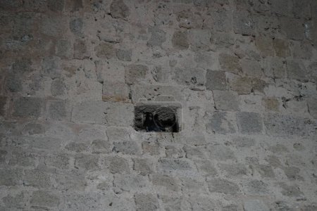 Eine Taube versteckt sich in einem Loch in der Mauer der mittelalterlichen Stadt Rhodos. Wilde Tauben, Columba livia domestica, Columba livia forma urbana, Stadttauben, Stadttauben oder Straßentauben sind Nachkommen von Haustauben. Stadt Rhodos, Insel Rhodos, Griechenland