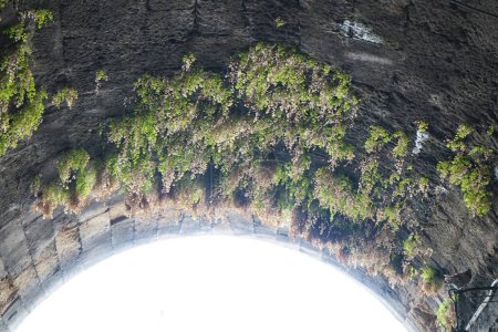 Adiantum capillus-veneris grows in August on the arch of the tunnel in the medieval town of Rhodes. Adiantum capillus-veneris, the Southern maidenhair fern, is a species of ferns in the genus Adiantum and the family Pteridaceae. Rhodes island, Greece