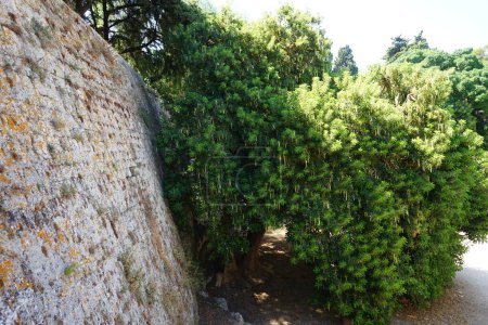 Phytolacca dioica blüht mit weißen Kätzchen im August in der Nähe der Festungsmauer der mittelalterlichen Stadt Rhodos. Phytolacca dioica, ombu und umbu, ist ein massiver immergrüner Baum aus der Familie der Pokeweed-Gewächse, Phytolaccaceae. Stadt Rhodos, Insel Rhodos, Griechenland