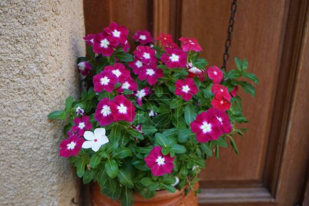 Catharanthus roseus blooms in August. Catharanthus roseus, bright eyes, Cape periwinkle, graveyard plant, Madagascar periwinkle, old maid, pink periwinkle, rose periwinkle is a species of flowering plant in the family Apocynaceae. Rhodes, Greece 