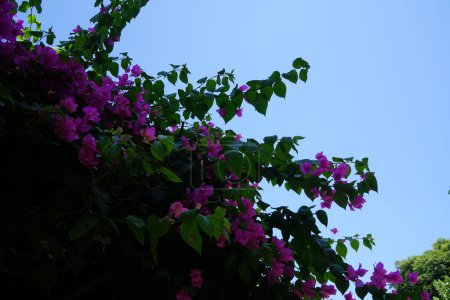 Bougainvillea bush blooms with pink-purple flowers in August in the medieval town of Rhodes. Bougainvillea is a genus of thorny ornamental vines, bushes, and trees. Rhodes city, Rhodes island, Greece