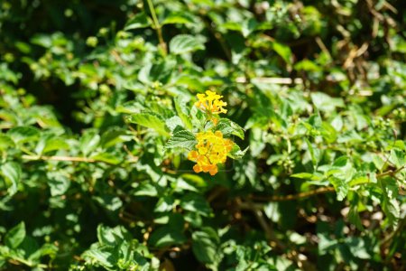 Lantana camara blooms in August. Lantana camara, common lantana, Spanish flag, big-, wild-, red-, white-sage, korsu wiri, korsoe wiwiri, Thirei, is a species of flowering plant. Rhodes city, Rhodes island, Greece