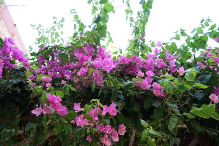 Bougainvillea bush blooms with pink-purple flowers in August in the medieval town of Rhodes. Bougainvillea is a genus of thorny ornamental vines, bushes, and trees. Rhodes city, Rhodes island, Greece