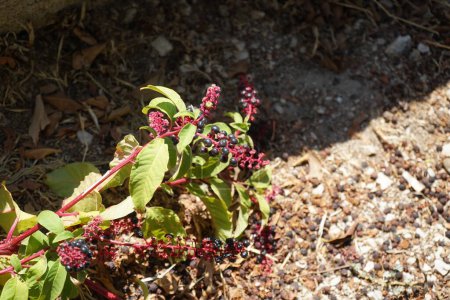 Phytolacca americana grows in August in the medieval town of Rhodes. Phytolacca americana, American pokeweed, pokeweed, poke sallet, pokeberry, dragonberries, pigeonberry weed, inkberry is a plant in the pokeweed family Phytolaccaceae. Rhodes, Greece