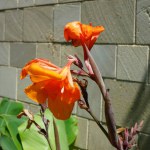Canna indica blooms in August in the medieval town of Rhodes. Canna indica, Indian shot, African arrowroot, edible canna, purple arrowroot, Sierra Leone arrowroot, is a plant species. Rhodes Island, Greece 