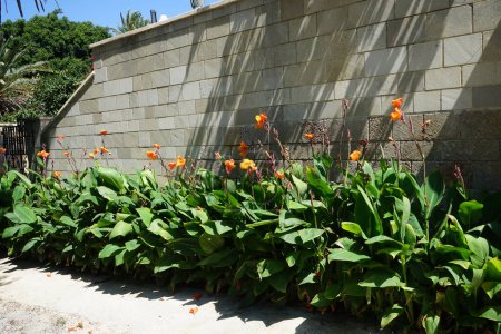 Canna indica blooms in August in the medieval town of Rhodes. Canna indica, Indian shot, African arrowroot, edible canna, purple arrowroot, Sierra Leone arrowroot, is a plant species. Rhodes Island, Greece 