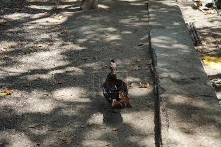 Un grand canard de Moscou, Cairina moschata, vit près d'un étang en août dans le pittoresque parc Rodini. Le parc Rodini est un paradis sur l'avenue Rhodes Lindos, à 3 km de la ville de Rhodes. île de Rhodes, Grèce