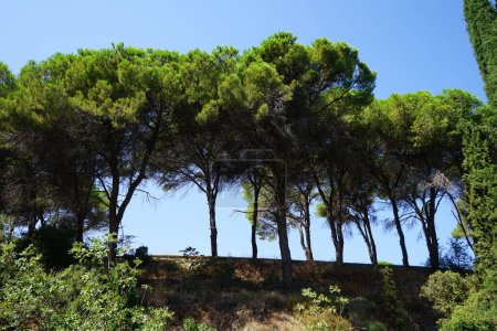Pinus pinea trees growing in August in Rodini Park. The stone pine, Pinus pinea, Mediterranean stone pine, umbrella pine and parasol pine, is a tree. Rhodes Island, Greece