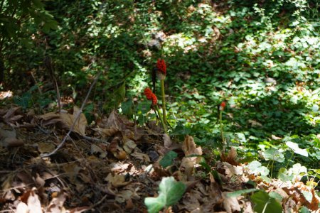 Los frutos rojos de Arum dioscoridis crecieron en estado silvestre a finales de agosto en el Parque Rodini. Arum dioscoridis, comúnmente conocida como Arum manchado, es una planta de la familia Araceae. Isla de Rodas, Grecia