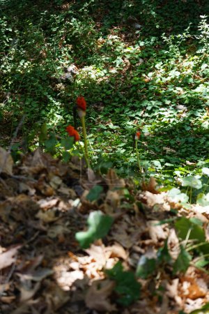 Die roten Früchte von Arum dioscoridis wuchsen Ende August in freier Wildbahn im Rodini Park. Arum dioscoridis, gemeinhin als Gefleckter Arum bekannt, ist eine Pflanze aus der Familie der Arumgewächse. Insel Rhodos, Griechenland