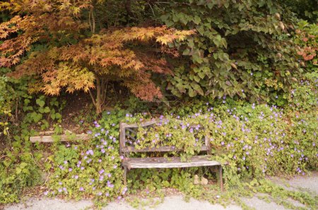 Geranium Hybride 'Rozanne' flowers decorate a wooden bench in September surrounded by autumn vegetation in Mondsee, Salzkammergut, Austria