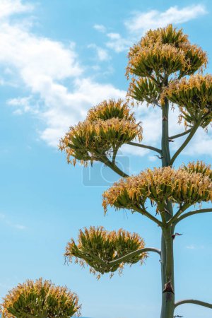 Téléchargez les photos : Floraison agave plante contre ciel bleu avec des nuages blancs. - en image libre de droit