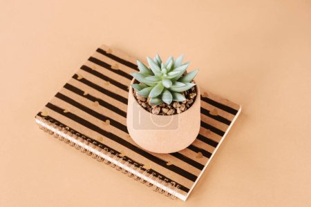 Notepad and succulent on a peachy table. Minimal composition. Top view. Color of the year 2024 - Peach Fuzz.