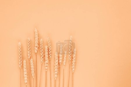 Ears of wheat on light peachy background. Flat lay, copy space. Color of the Year 2024 Peach Fuzz.