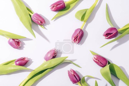 Purple tulip flowers on light background, hard shadows. Top view, flat lay.