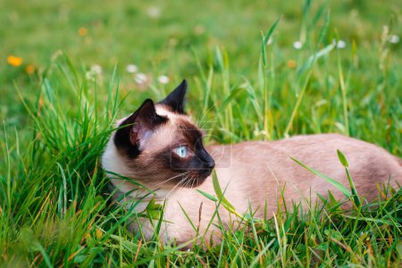 Chat siamois aux yeux bleus couché dans une herbe.