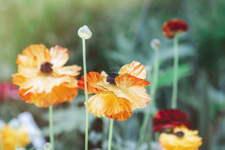 Téléchargez les photos : Fleur de pavot Papaver rhoeas, focus sélectif. - en image libre de droit