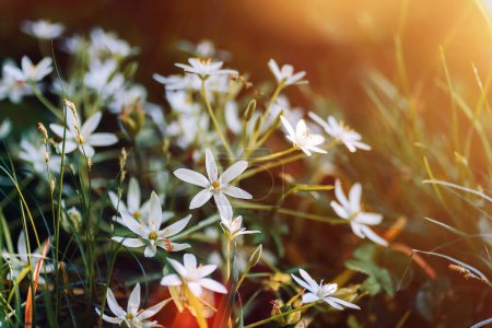 Anthericum liliago weiße Blüten im Sonnenlicht.