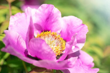 Paeonia lutea x delavayi pink flower, closeup.