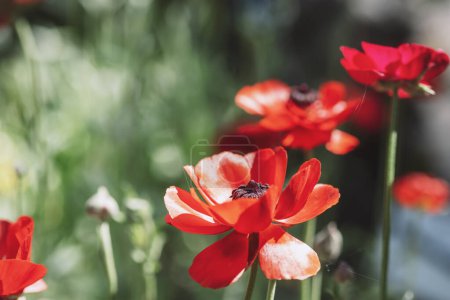 Poppy flower Papaver rhoeas, selective focus.