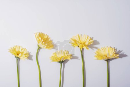Yellow gerbera flowers on white background whith sharp shadows. Top view, flat lay.