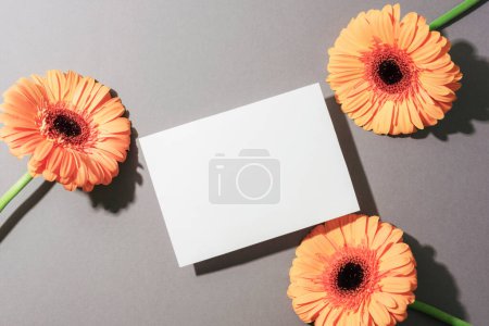 Three yellow gerbera flowers and blank card on gray background with sharp shadows. Top view, flat lay, mockup.