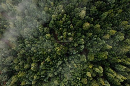 Téléchargez les photos : Vue aérienne du brouillard au-dessus des pins sombres. Vue du haut vers le bas du drone. - en image libre de droit