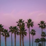 Row of palm trees by the ocean during pink pastel sunset