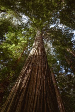Looking up at giant redwood trees in a Humboldt forest, California. Vertical image. 