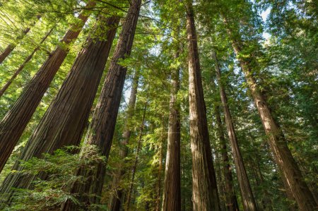 Regardant des séquoias géants dans une forêt de Humboldt, Californie. 