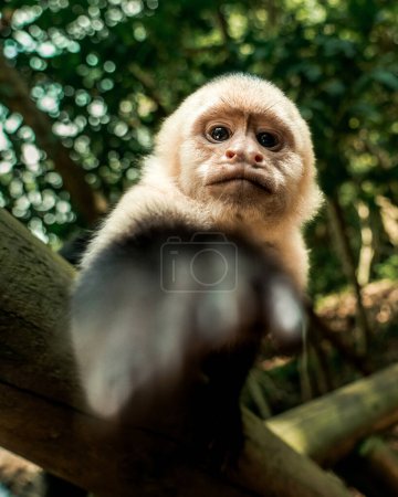 Téléchargez les photos : Singe capucin du Costa Rica : Intelligents et agiles, ces primates charismatiques sillonnent le couvert forestier. Leurs visages expressifs et leurs pitreries vives font de délicieuses rencontres dans la nature - en image libre de droit