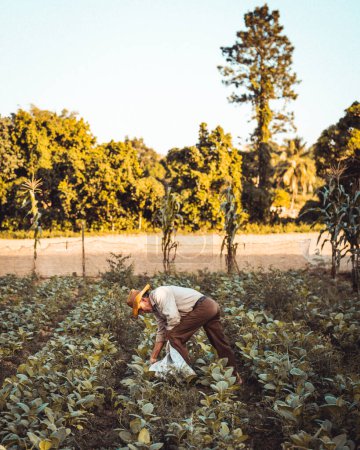 Photo for A Cuban farmer diligently collects tobacco leaves, their expertise evident in every careful touch. A labor of love that preserves the rich heritage and craftsmanship behind Cuba's renowned tobacco industry - Royalty Free Image