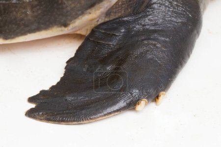 Téléchargez les photos : Tortue musquée ou tortue de rivière Fly Carettochelys insculpta isolée sur fond blanc. - en image libre de droit